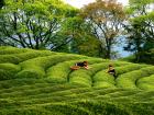 蕉城連續(xù)五年上榜“中國茶業(yè)百強(qiáng)縣域”名單